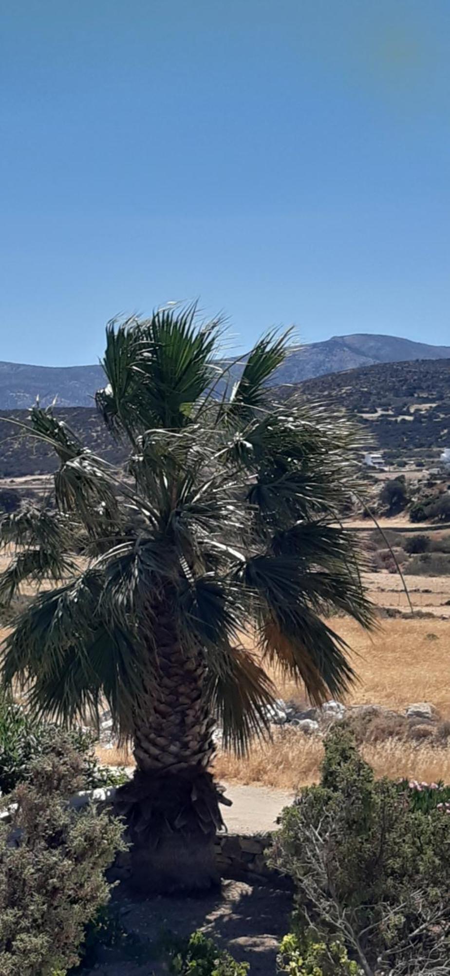 Haus Asterakia Lägenhet Aliko Beach Exteriör bild